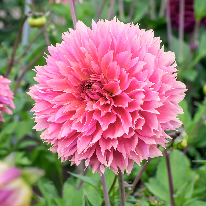 Sam van Schooten Dekorativdahlia ’Fubuki Sakura’