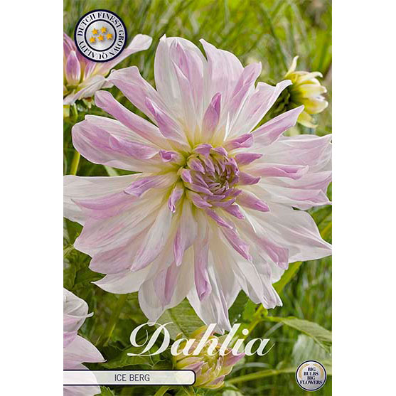 Sam van Schooten Dekorativdahlia ’Ice berg’