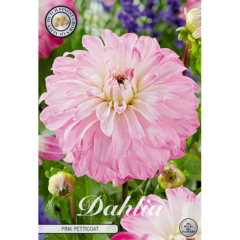 Sam van Schooten Dekorativdahlia ’Pink Petticoat’