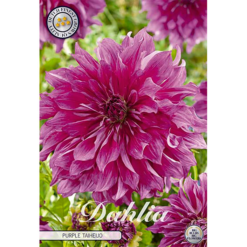 Sam van Schooten Dekorativdahlia ’Purple Taiheijo’