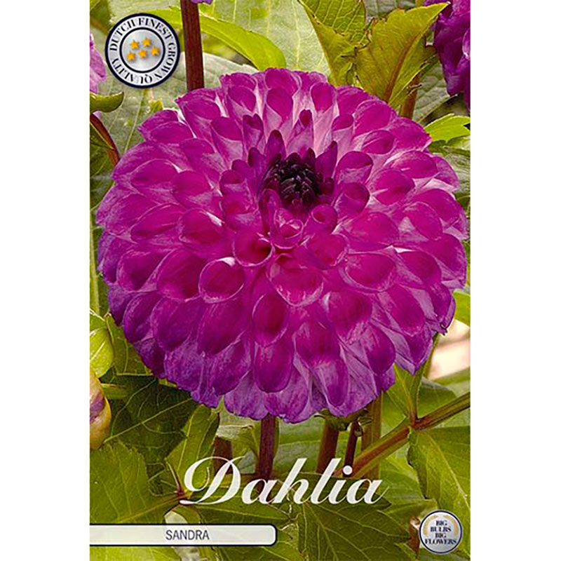 Sam van Schooten Dekorativdahlia ’Sandra’