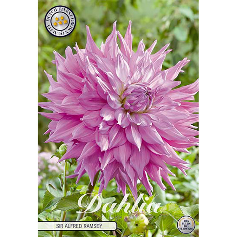 Sam van Schooten Dekorativdahlia ’Sir Alfreds Ramsey’