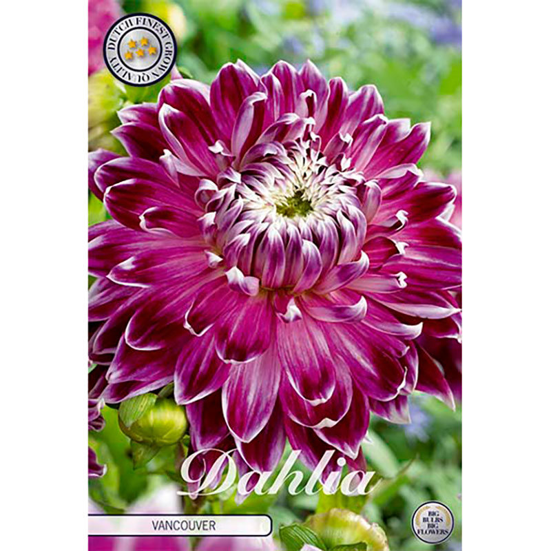 Sam van Schooten Dekorativdahlia ’Vancouver’