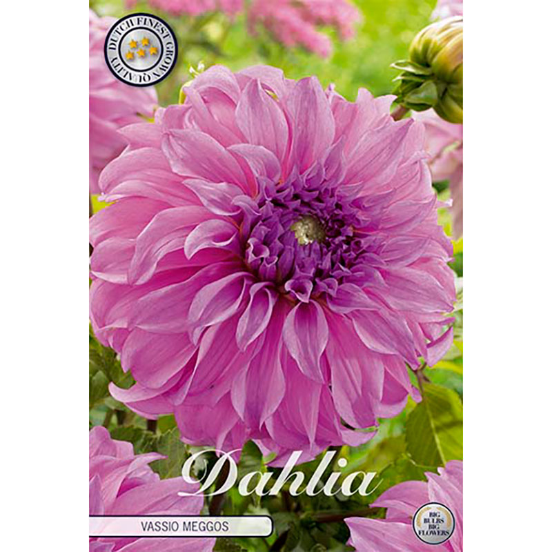 Sam van Schooten Dekorativdahlia ’Vassio Meggos’