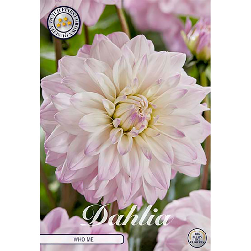 Sam van Schooten Dekorativdahlia ’Who Me’