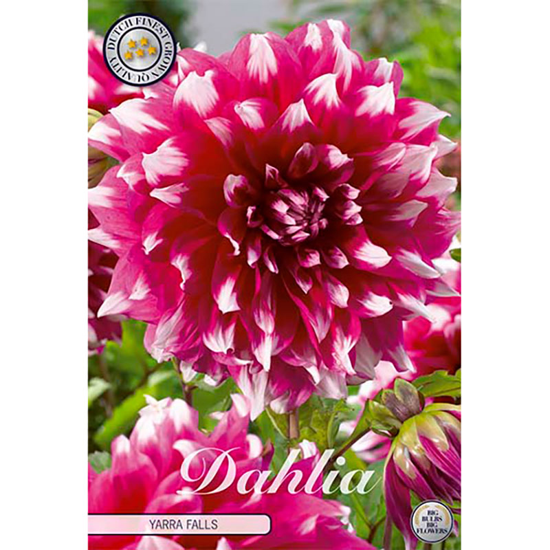 Sam van Schooten Dekorativdahlia ’Yarra Falls’