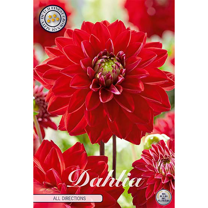 Sam van Schooten Dekorativdahlia ’All Directions’