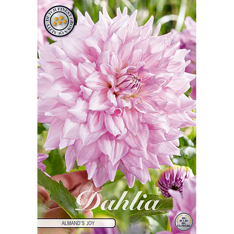 Sam van Schooten Dekorativdahlia ’Almand’s Joy’