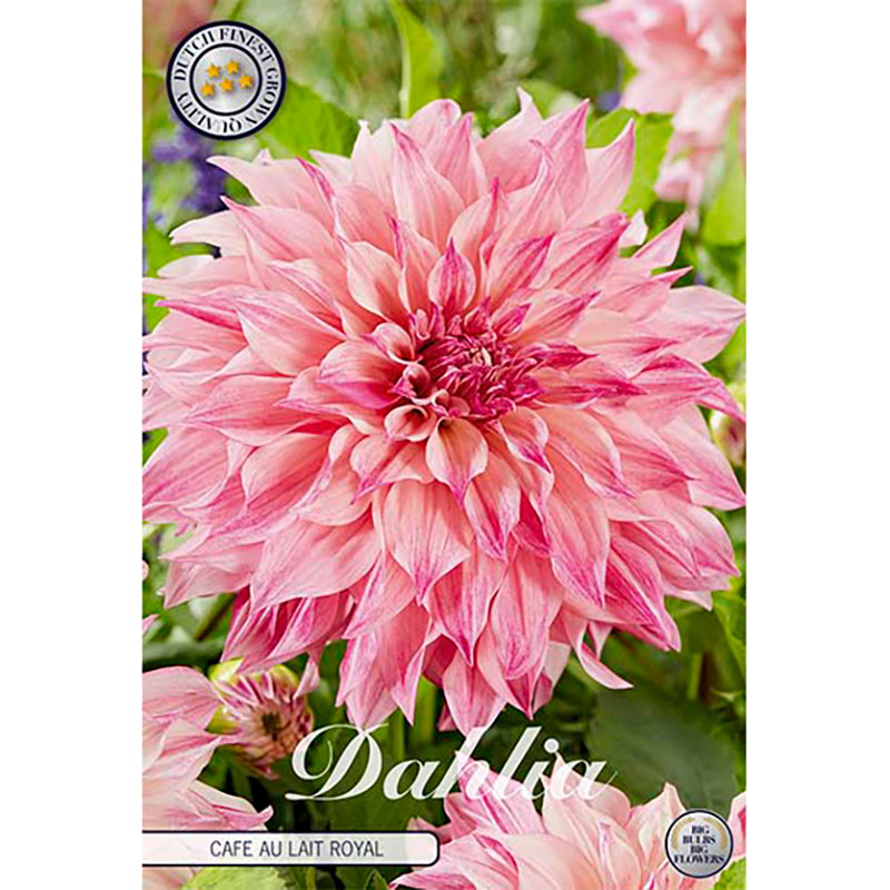 Sam van Schooten Dekorativdahlia ’Cafe au Lait Royal’