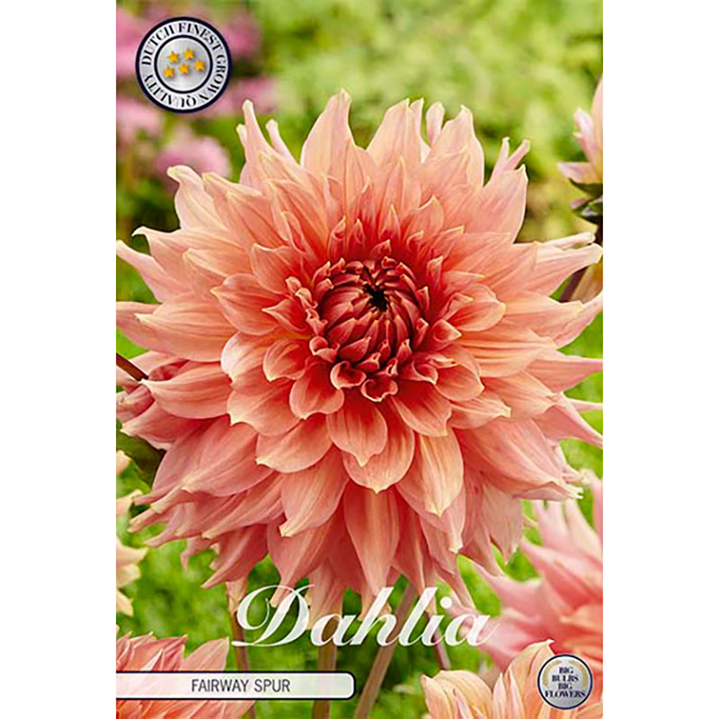 Sam van Schooten Dekorativdahlia ’Fairway Spur’