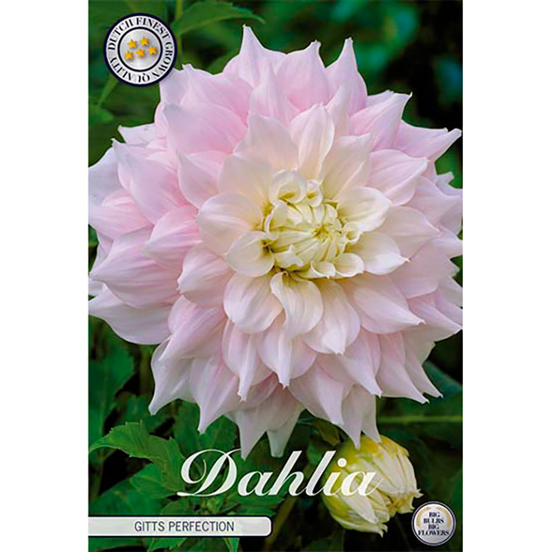 Sam van Schooten Dekorativdahlia ’Gitts Perfection’