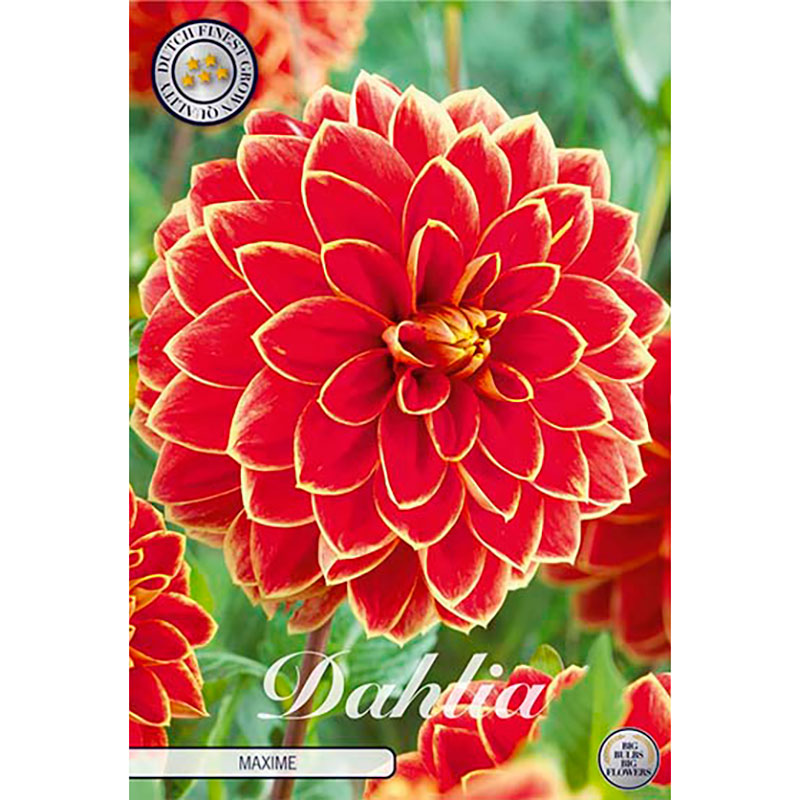 Sam van Schooten Dekorativdahlia ’Maxime’