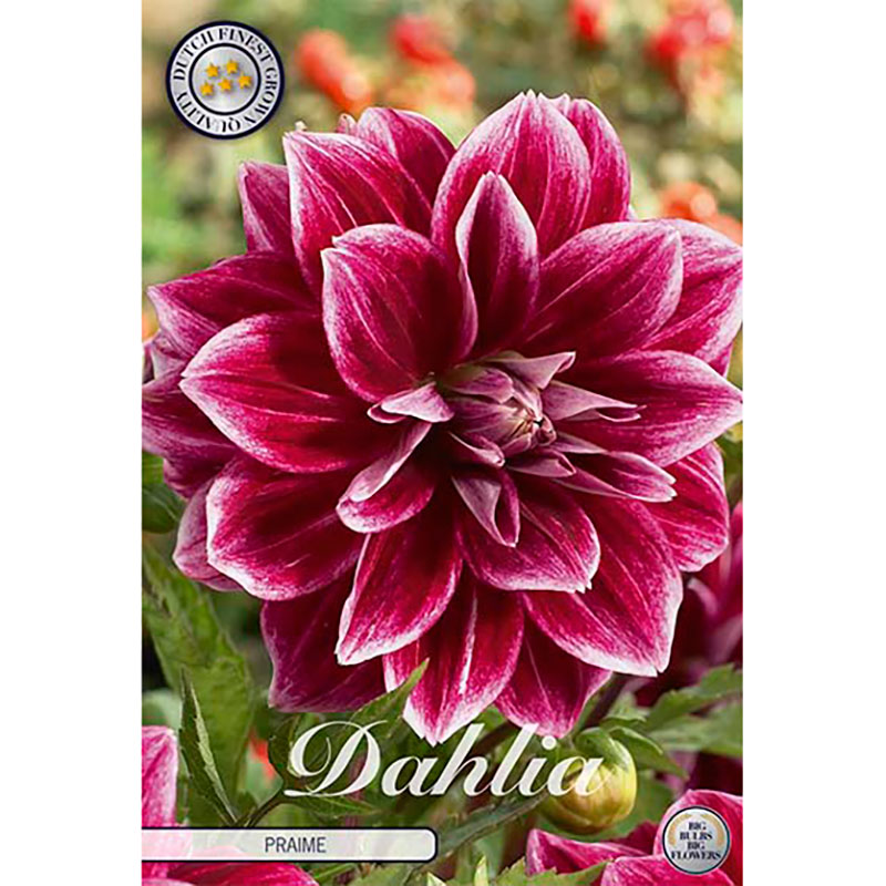 Sam van Schooten Dekorativdahlia ’Praime’