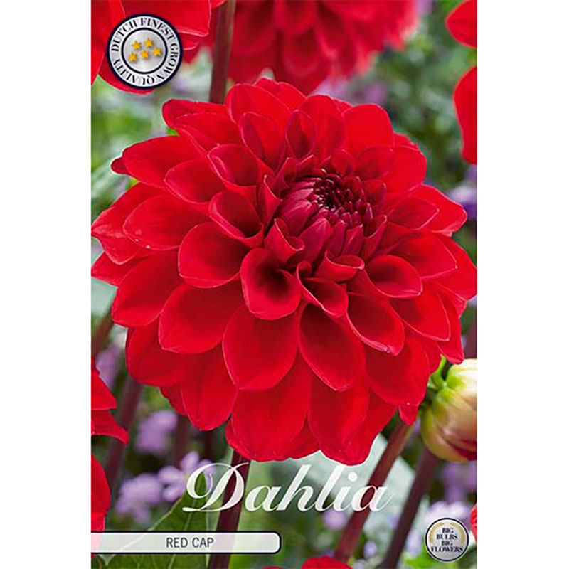 Sam van Schooten Bolldahlia ’Red Cap’