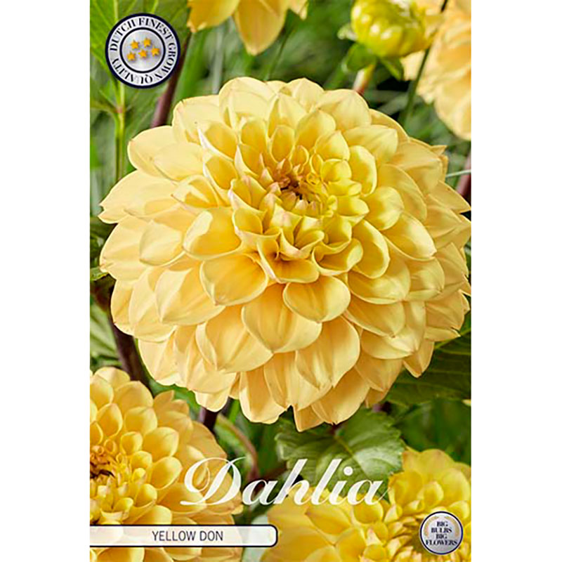 Sam van Schooten Bolldahlia ’Yellow Don’