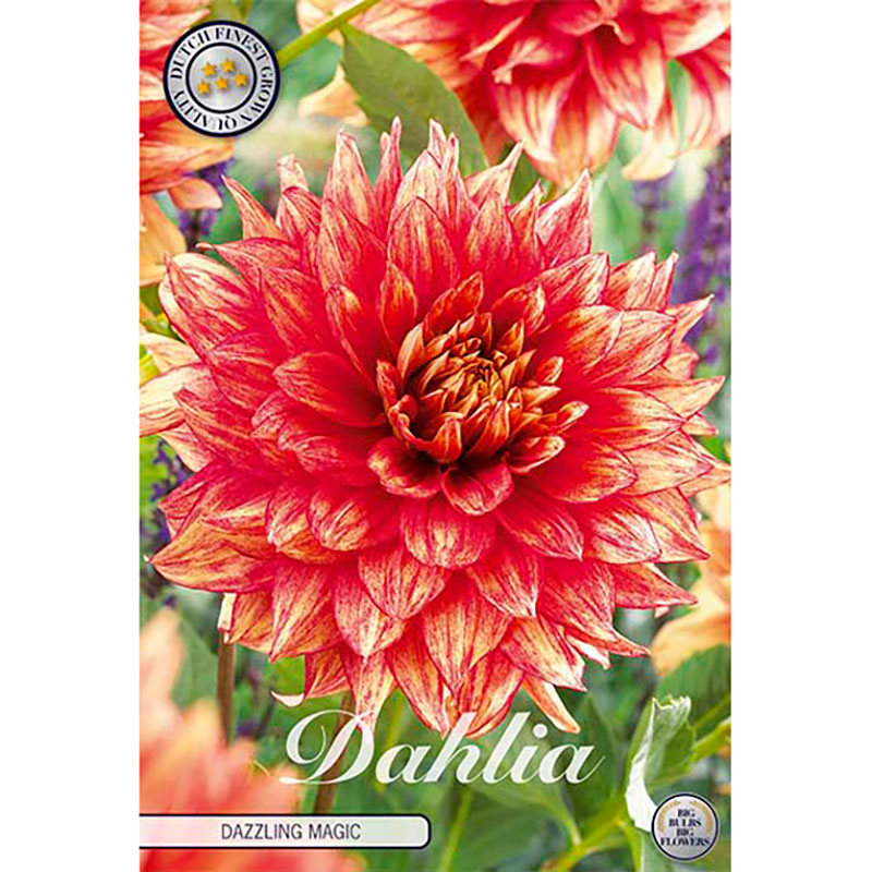 Sam van Schooten Dekorativdahlia ’Dazzling Magic’