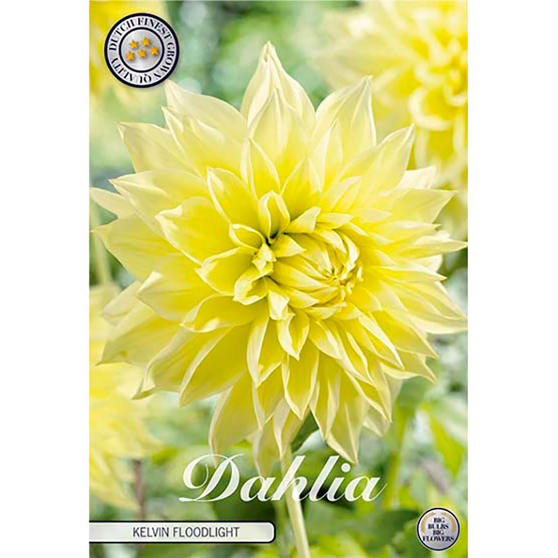 Sam van Schooten Dekorativdahlia ’Kelvin Floodlight’