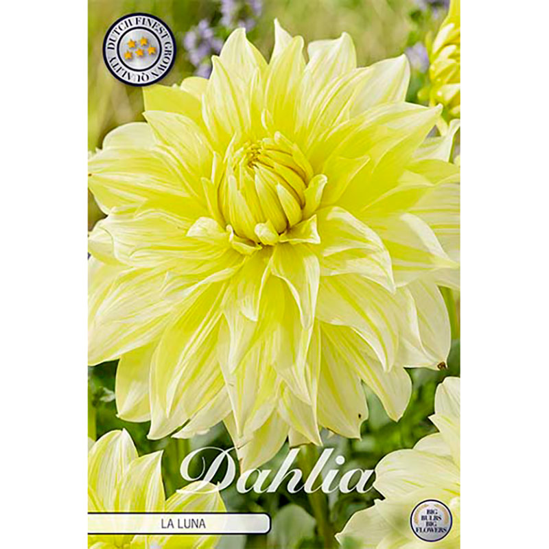 Sam van Schooten Dekorativdahlia ’La Luna’