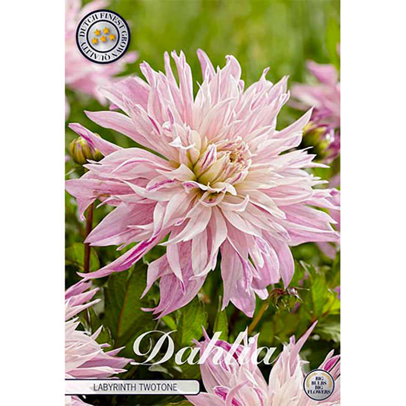 Sam van Schooten Dekorativdahlia ’Labyrinth Twotone’