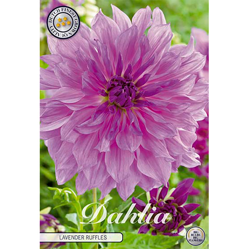 Sam van Schooten Dekorativdahlia ’Lavender Ruffles’