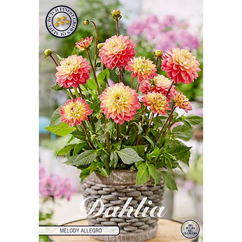 Sam van Schooten Dekorativdahlia ’Melody Allegro’