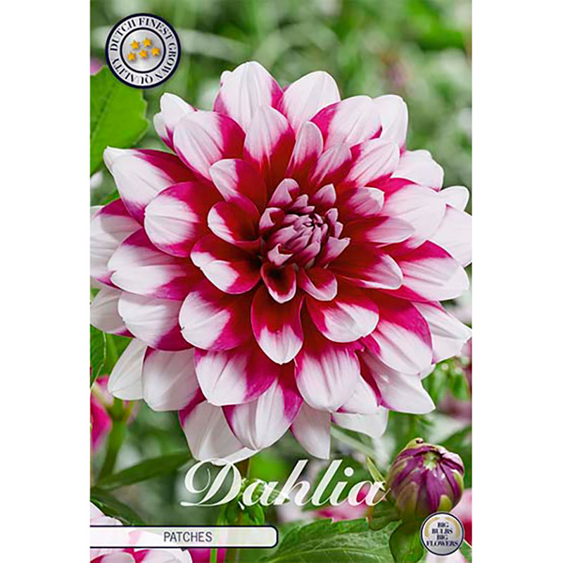 Sam van Schooten Dekorativdahlia ’Patches’