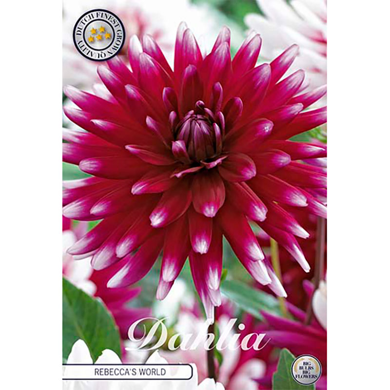 Sam van Schooten Dekorativdahlia ’Rebecca’s World’