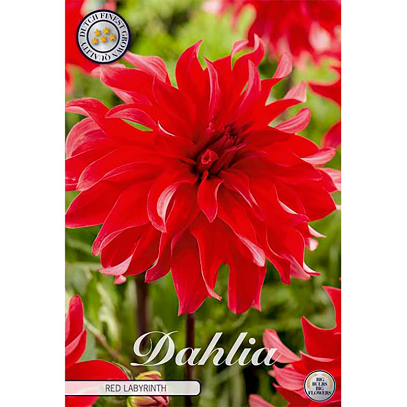 Sam van Schooten Dekorativdahlia ’Red Labyrinth’