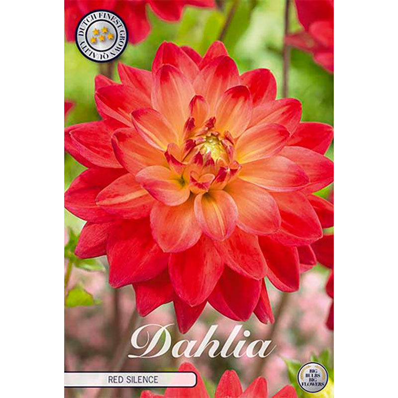 Sam van Schooten Dekorativdahlia ’Red Silence’