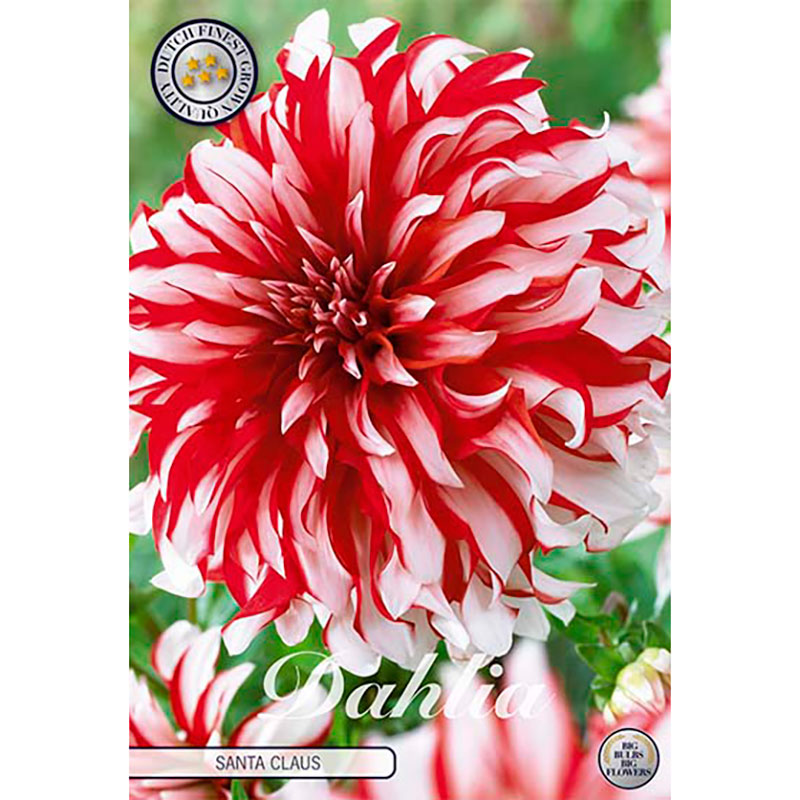 Sam van Schooten Dekorativdahlia ’Santa Claus’