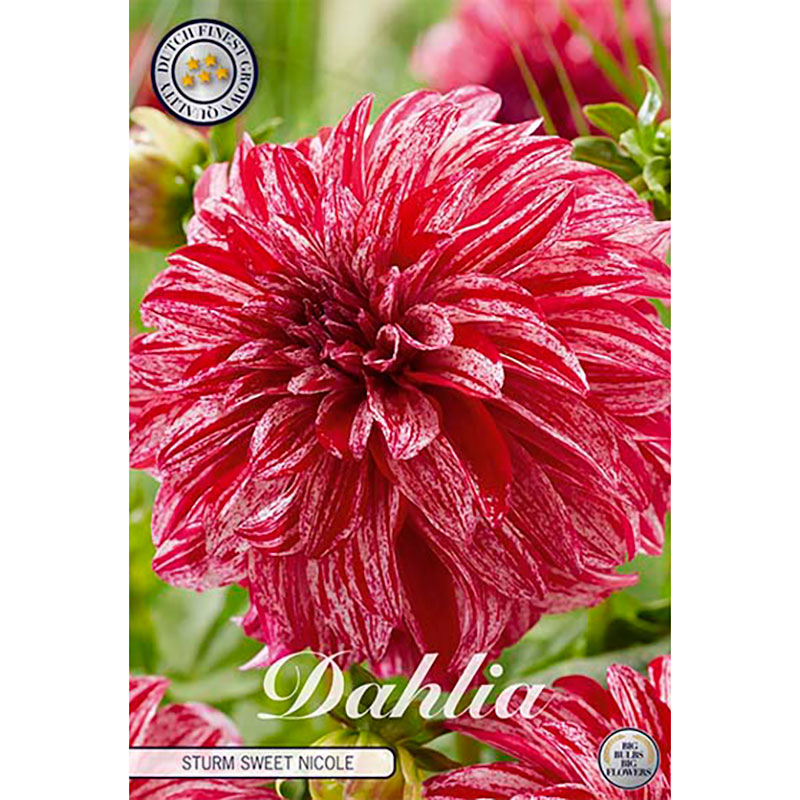 Sam van Schooten Dekorativdahlia ’Sturm Sweet Nicole’