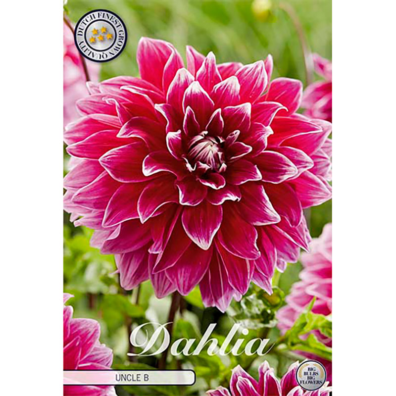 Sam van Schooten Dekorativdahlia ’Uncle B’