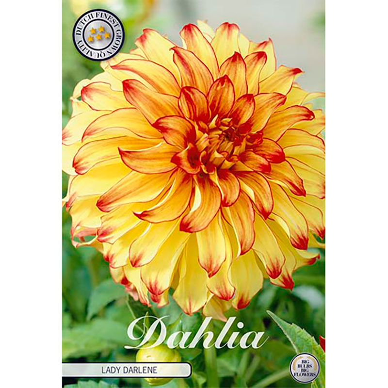 Sam van Schooten Dekorativdahlia ’Lady Darlene’