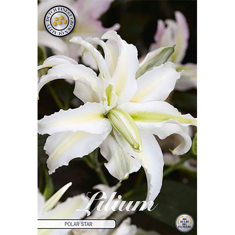 Sam van Schooten Orientlilja ’Polar Star’