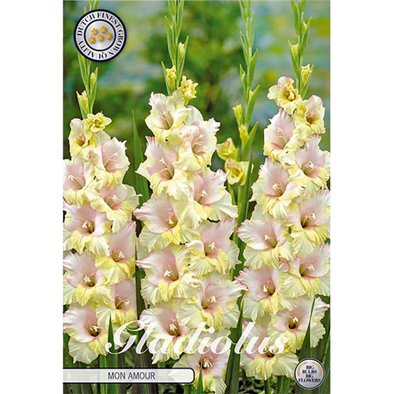 Sam van Schooten Gladiolus ’Mon Amour’