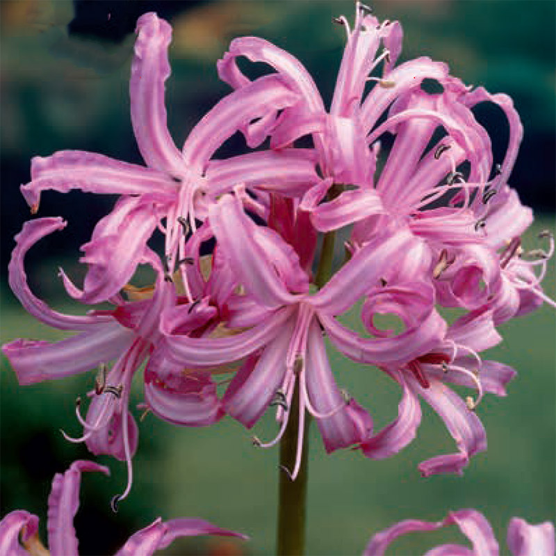 Sam van Schooten Nerine