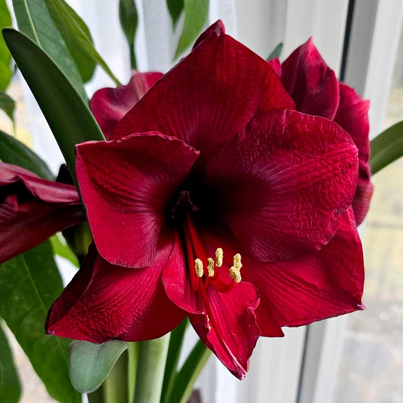 Sam van Schooten Amaryllis ’Amsterdam’