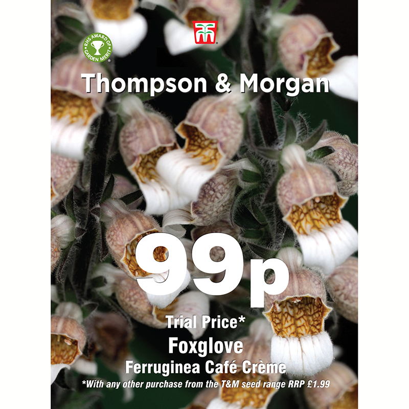Thompson & Morgan Grekisk fingerborgsblomma ’Cafe Creme’