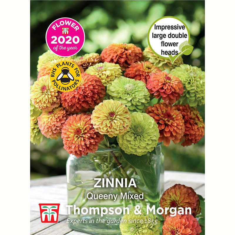 Zinnia 'Zahara Double Raspberry Ripple' - present/presenttips