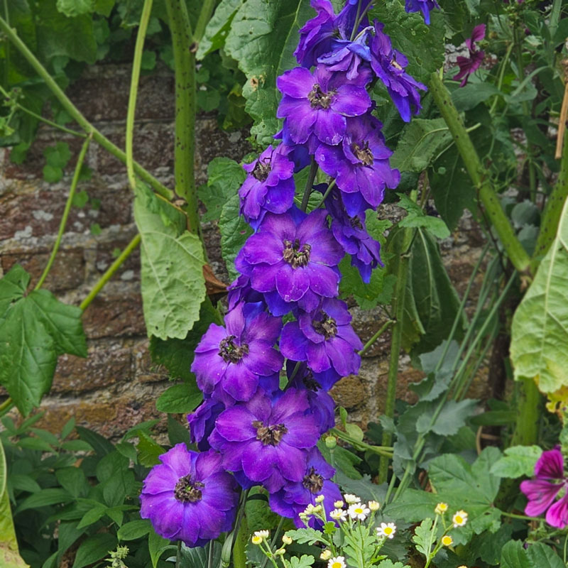 Trädgårdsriddarsporre ’Magic Fountains Dark blue/Dark Bee’
