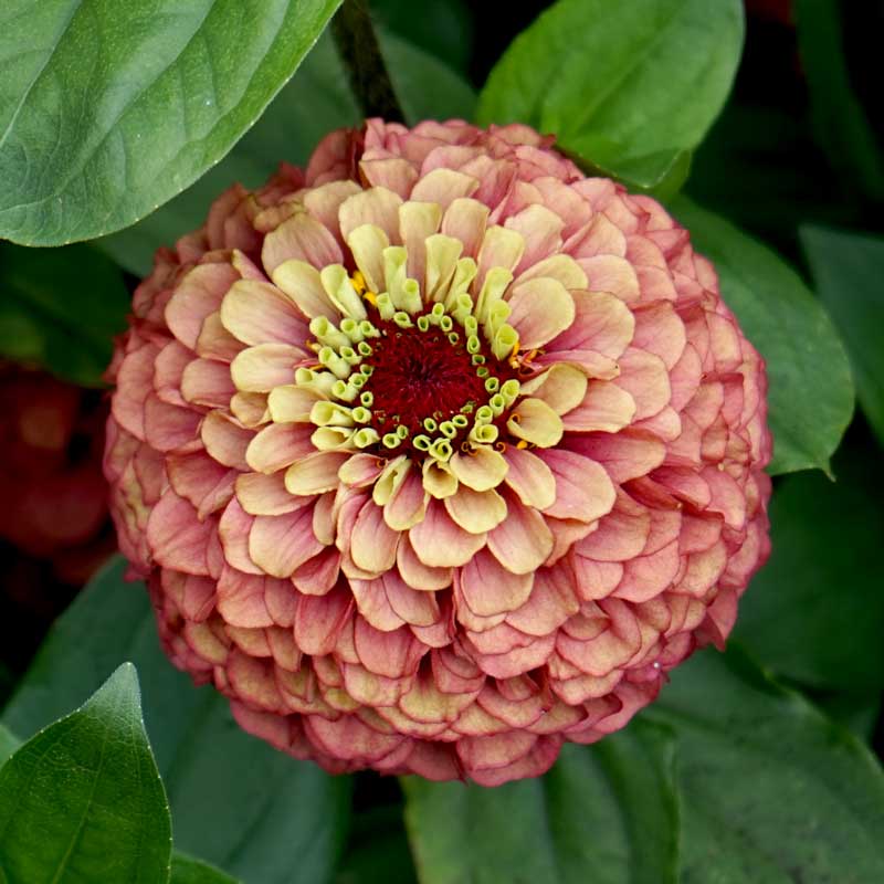 Volmary Zinnia ’Queeny Red Lime’