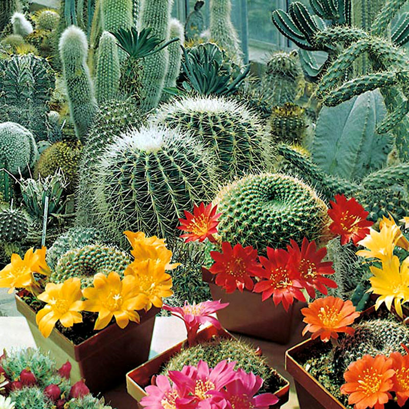 Mr Fothergills Kaktus ’Flowers of the Desert’