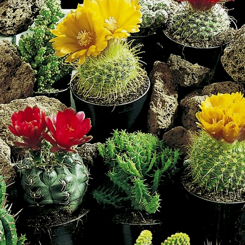 Produktfoto för Kaktus 'Superfine Mixed'