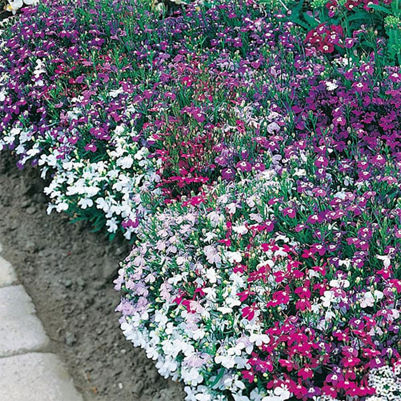 Mr Fothergills Kaplobelia ’String of Pearls’