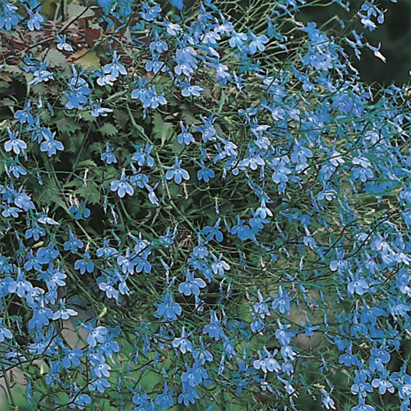 Mr Fothergills Hänglobelia ’Blue Cascade’