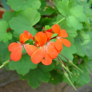 Wexthuset Vildpelargon Pelargonium inquinans