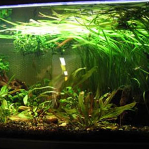 Biobasiq Algstopp ’Akvarium’