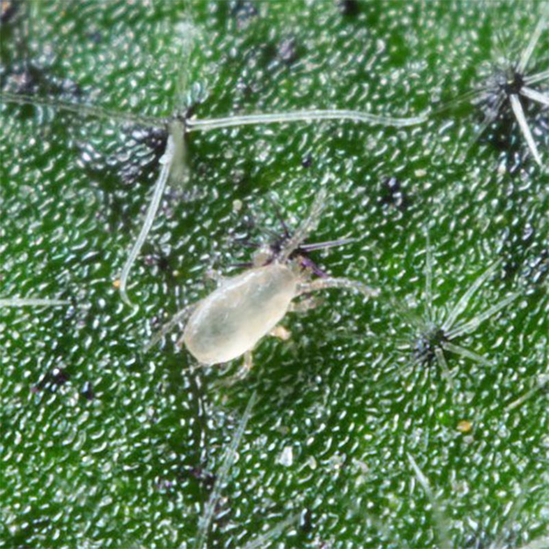 Biobasiq Californicus-rovkvalster mot spinn