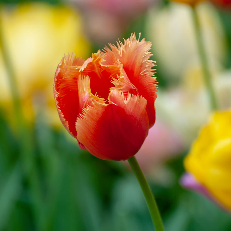 Franstulpan ’Lambada’ blomsterlök för höstplantering | Wexthuset