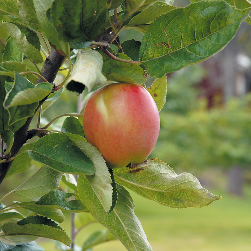 Wexthuset Äpple ’Åkerö’ svagväxande – m uppbindn